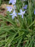 Tristagma uniflorum (Graham) Traub