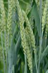 Triticum aestivum L.