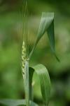Triticum aestivum L.