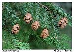 Tsuga canadensis (L.) Carriere
