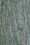 Tsuga canadensis (L.) Carriere