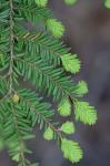 Tsuga canadensis (L.) Carriere
