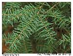 Tsuga caroliniana Engelm.