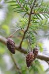 Tsuga caroliniana Engelm.