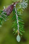 Tsuga caroliniana Engelm.
