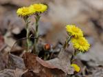 Tussilago farfara L.