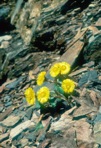Tussilago farfara L.