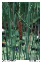 Typha angustifolia L.