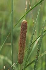 Typha angustifolia L.