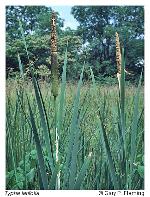 Typha latifolia L.