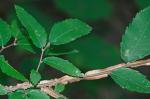 Ulmus alata Michx.