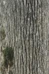 Ulmus alata Michx.