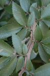 Ulmus alata Michx.