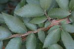 Ulmus alata Michx.