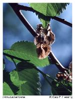 Ulmus americana L.