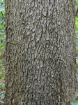 Ulmus americana L.