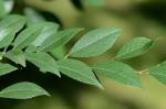 Ulmus parvifolia Jacq.