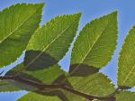 Ulmus parvifolia Jacq.