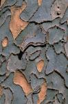 Ulmus parvifolia Jacq.