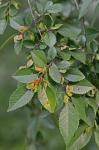 Ulmus parvifolia Jacq.