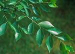 Ulmus pumila L.