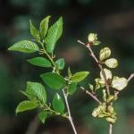 Ulmus pumila L.