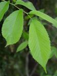 Ulmus rubra Muhl.