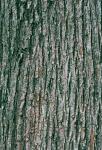 Ulmus rubra Muhl.