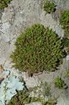 Ulota crispa (Hedw.) Brid.