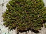 Ulota crispa (Hedw.) Brid.