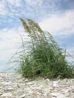 Uniola paniculata L.