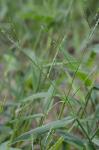 Urochloa platyphylla (Munro ex Wright) R. Webster