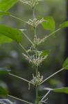 Urtica gracilis Ait. ssp. gracilis