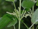 Urtica gracilis Ait. ssp. gracilis
