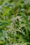Urtica gracilis Ait. ssp. gracilis
