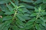 Urtica gracilis Ait. ssp. gracilis