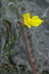 Utricularia biflora Lam.