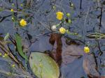 Utricularia gibba L.