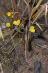 Utricularia gibba L.
