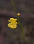 Utricularia gibba L.