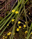 Utricularia gibba L.