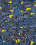 Utricularia inflata Walt.
