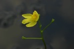 Utricularia inflata Walt.