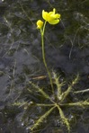 Utricularia inflata Walt.
