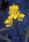 Utricularia inflata Walt.