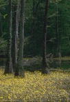 Utricularia inflata Walt.