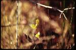Utricularia juncea Vahl