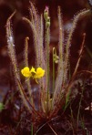 Utricularia juncea Vahl