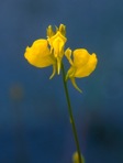 Utricularia juncea Vahl