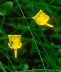Utricularia macrorhiza Le Conte